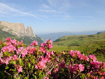 Mountain pasture blossom & regular guests luxury week